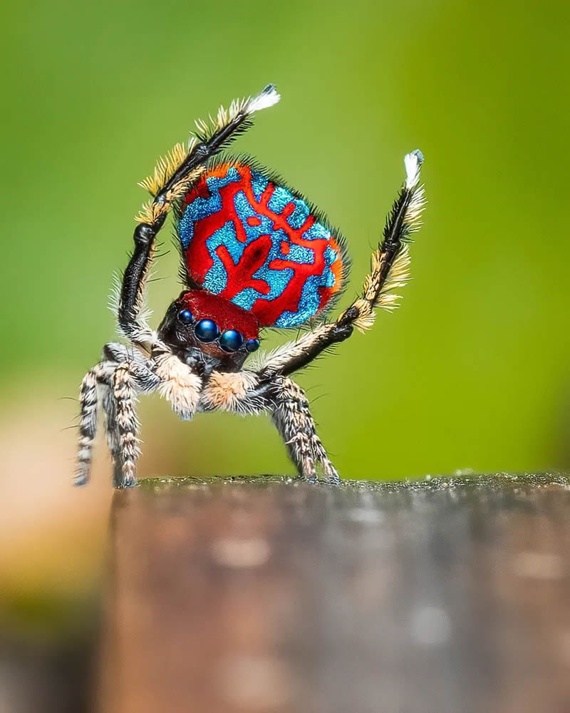 Spider Macro Photography by Flynn Prall