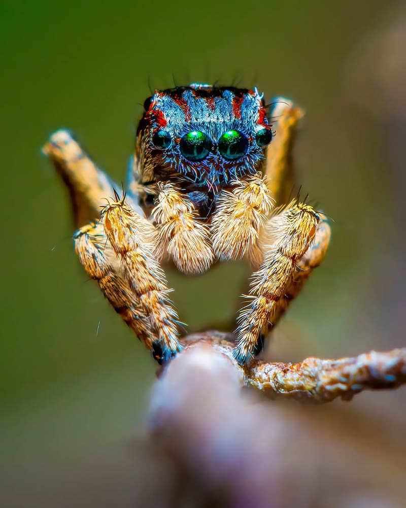 Spider Macro Photography by Flynn Prall