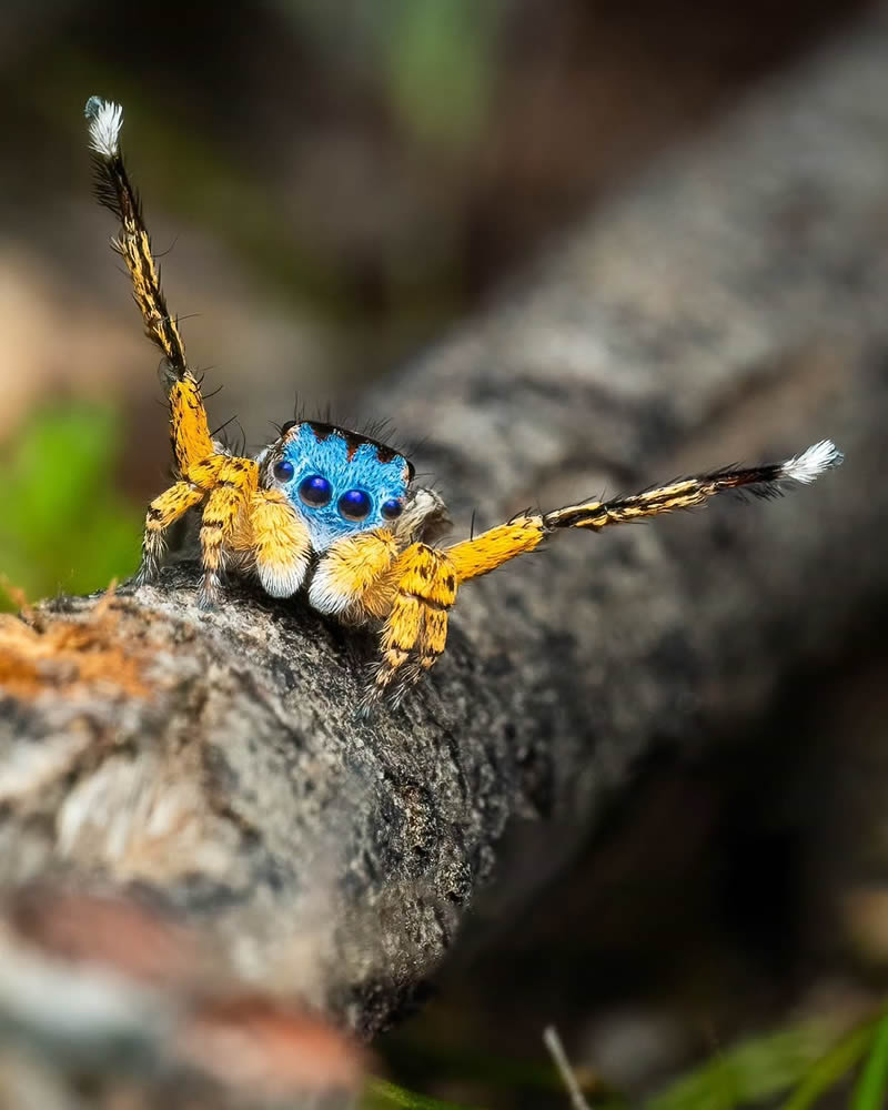 Spider Macro Photography by Flynn Prall