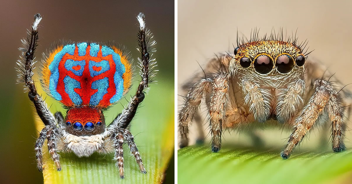 Australian Photographer Flynn Prall Captures Mesmerizing Macro Photos Of Spiders