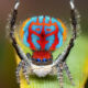 Spider Macro Photography by Flynn Prall