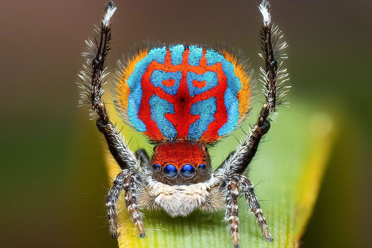 Spider Macro Photography by Flynn Prall