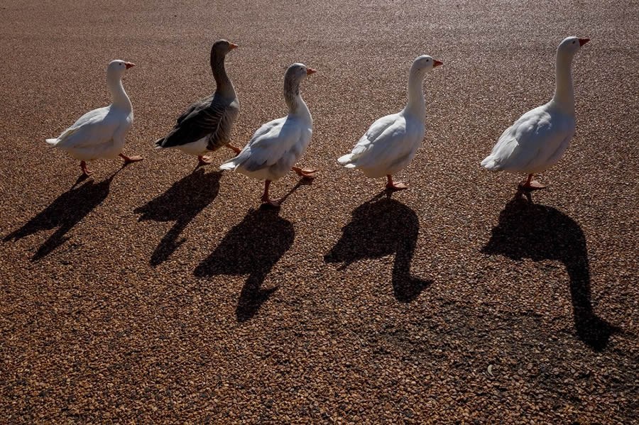 Melbourne Street Photography by Jesse Marlow