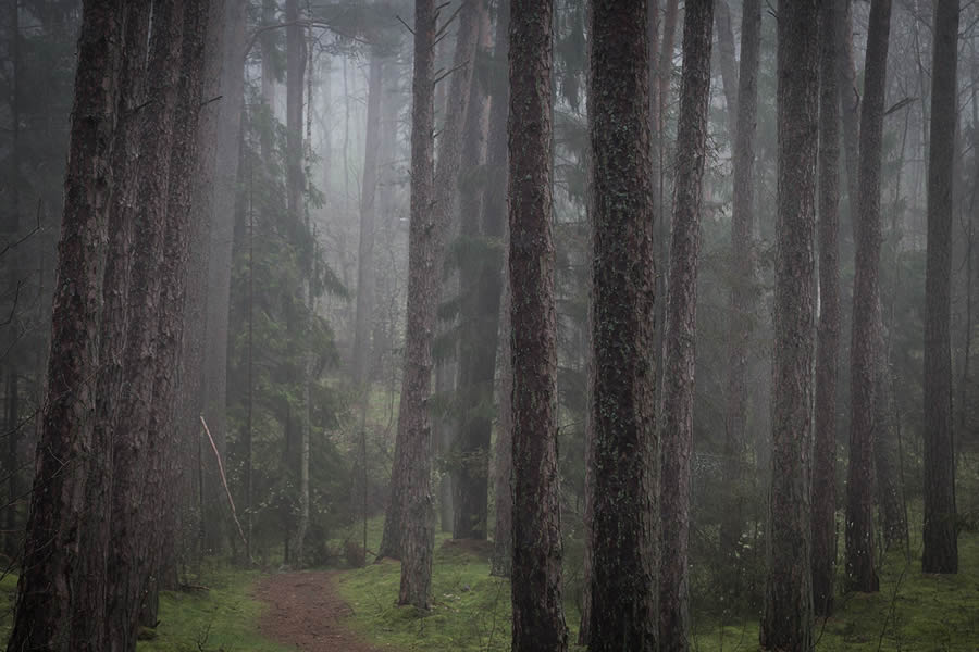 Trees by the Sea Landscape Photography by Mindaugas Buivydas