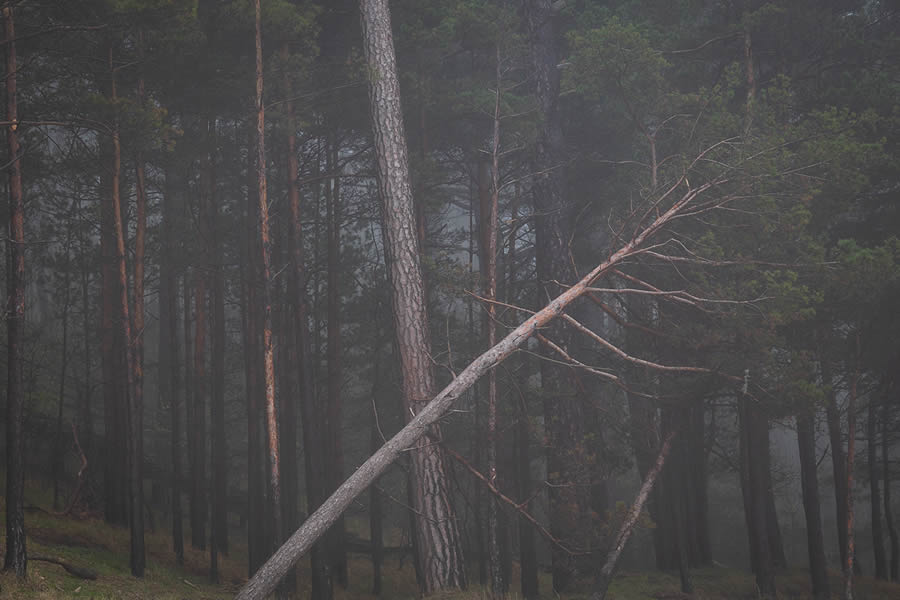 Trees by the Sea Landscape Photography by Mindaugas Buivydas