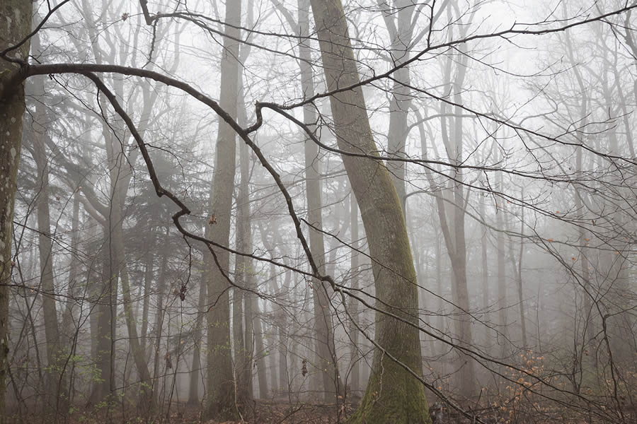 Trees by the Sea Landscape Photography by Mindaugas Buivydas