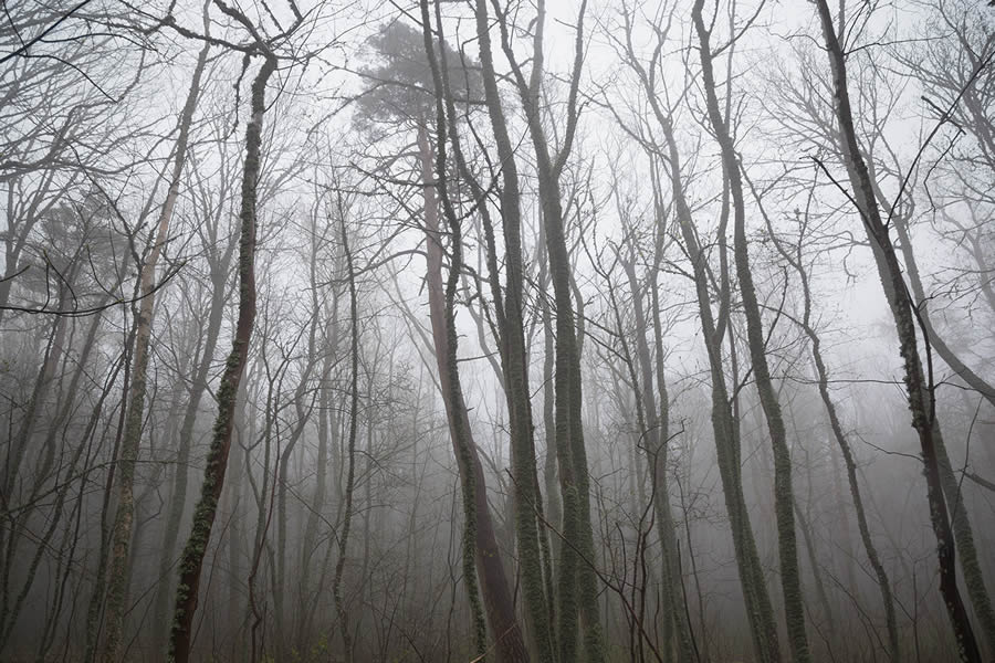 Trees by the Sea Landscape Photography by Mindaugas Buivydas