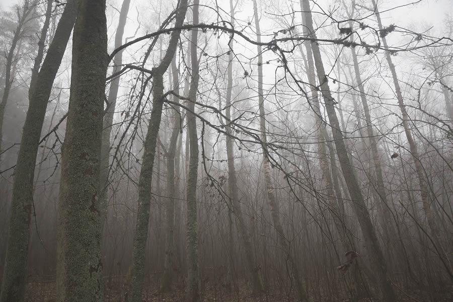 Trees by the Sea Landscape Photography by Mindaugas Buivydas