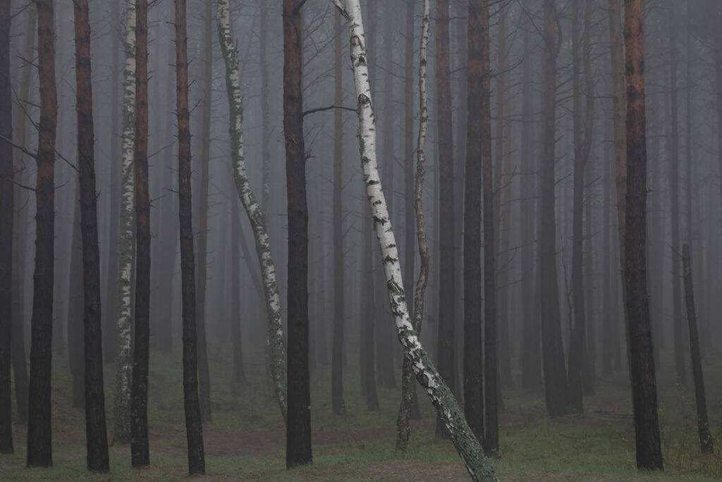 Trees by the Sea Landscape Photography by Mindaugas Buivydas