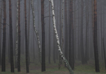 Trees by the Sea Landscape Photography by Mindaugas Buivydas