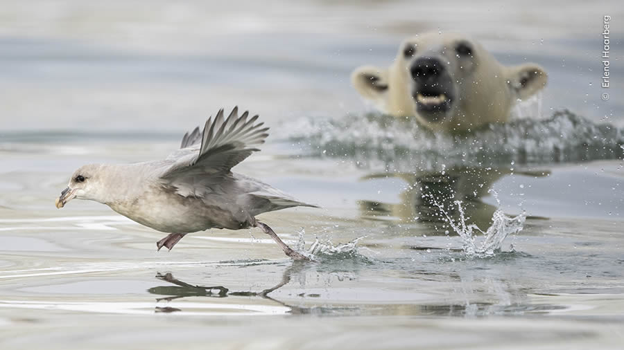 Wildlife Photographer Of The Year 2024 Peoples Choice Photos