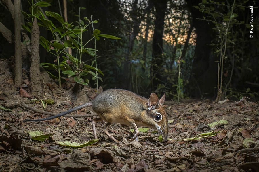 Wildlife Photographer Of The Year 2024 Peoples Choice Photos