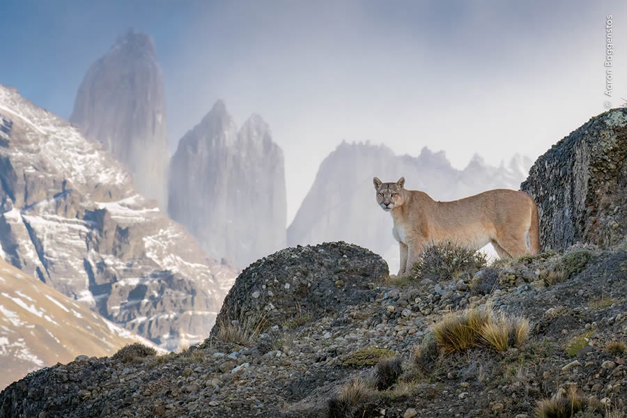 Wildlife Photographer Of The Year 2024 Peoples Choice Photos