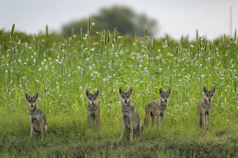 Wildlife Photographer Of The Year 2024 Peoples Choice Photos