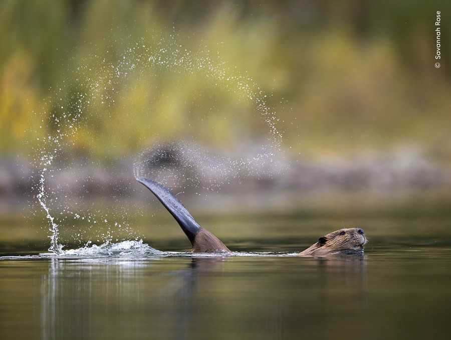 Wildlife Photographer Of The Year 2024 Peoples Choice Photos