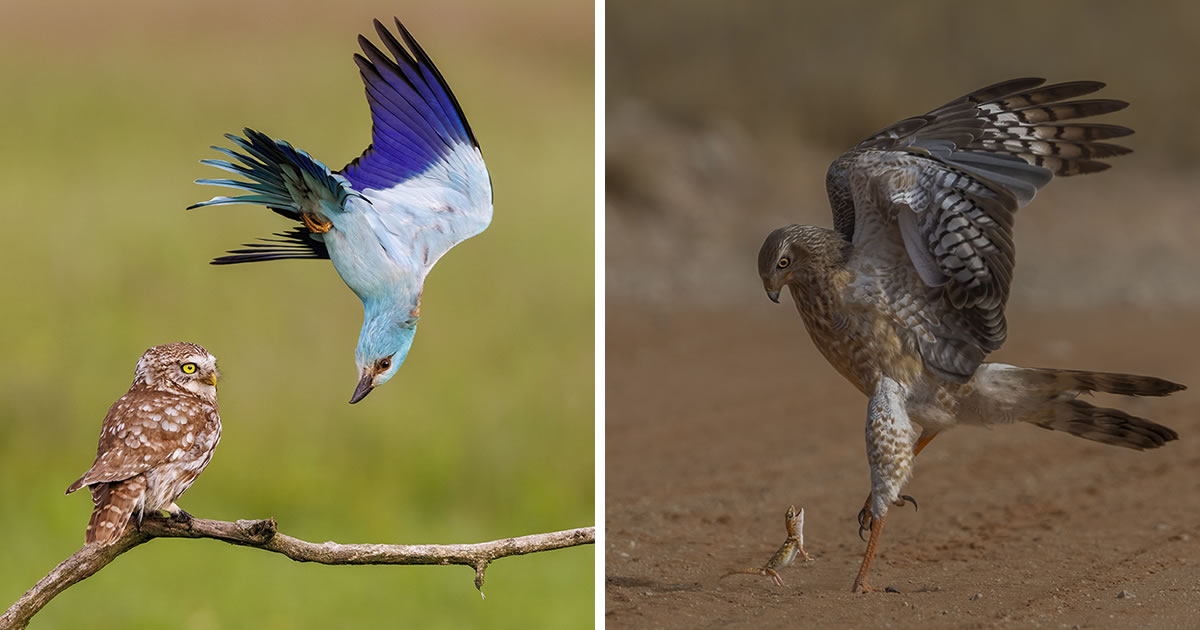 25 Outstanding People’s Choice Shortlisted Photos Of Wildlife Photographer Of The Year