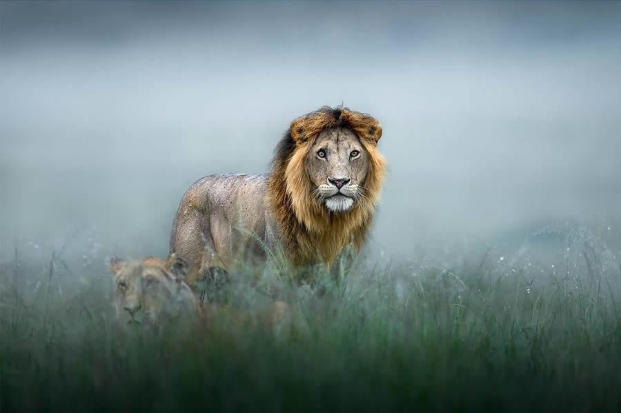 Wildlife Photography Moments to Inspire Nature Lovers