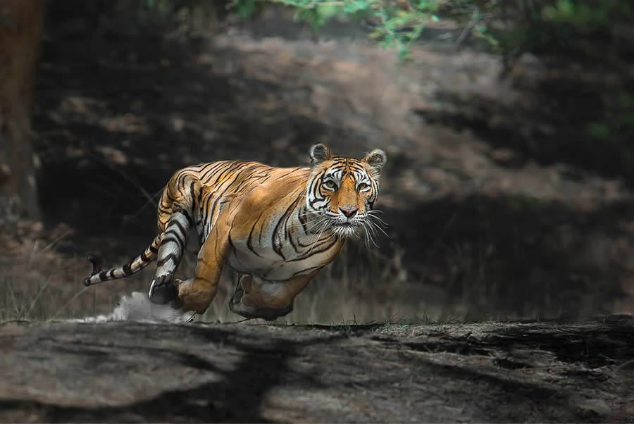 Wildlife Photography by Thomas Vijayan