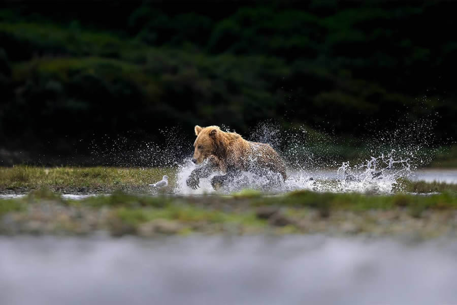 Wildlife Photography by Thomas Vijayan