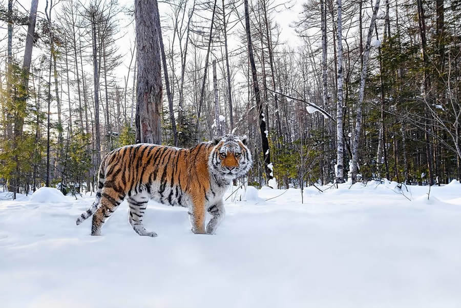 Wildlife Photography by Thomas Vijayan