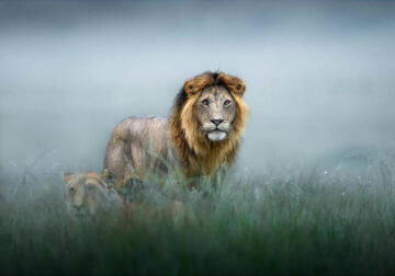 Wildlife Photography by Thomas Vijayan