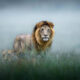 Wildlife Photography by Thomas Vijayan