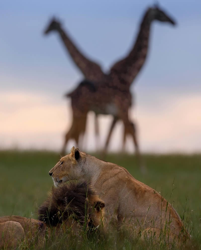 Wildlife Photography Moments to Inspire Nature Lovers