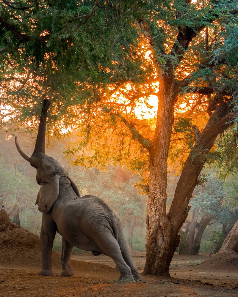 Wildlife Photography Moments to Inspire Nature Lovers