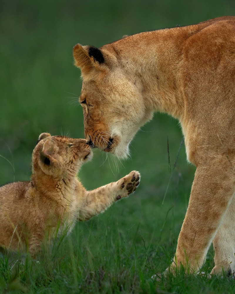 Wildlife Photography by Varun Aditya