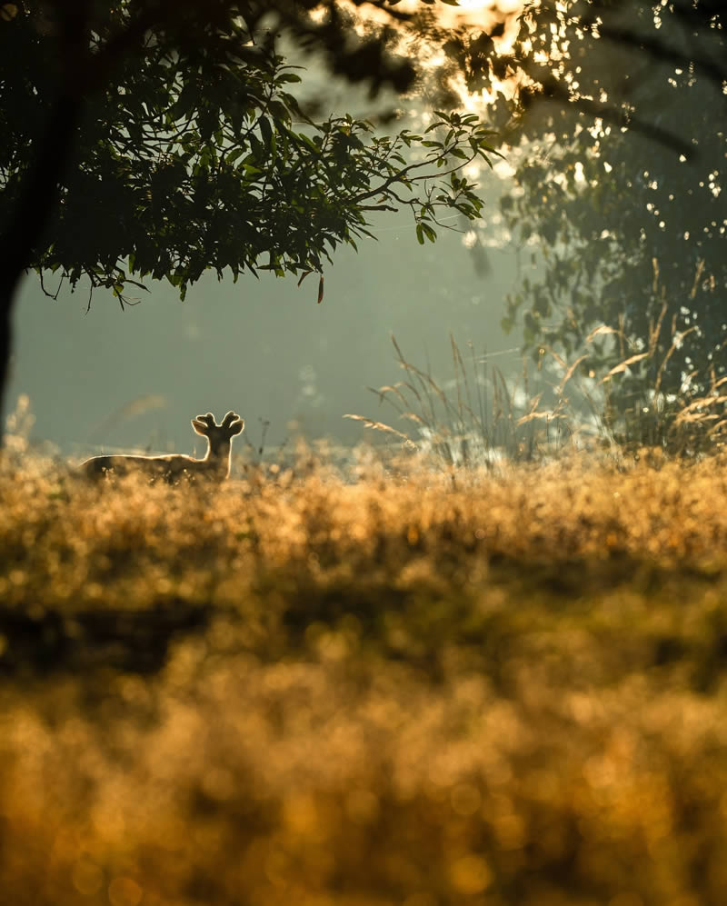 Wildlife Photography by Varun Aditya