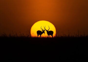 Wildlife Photography by Varun Aditya