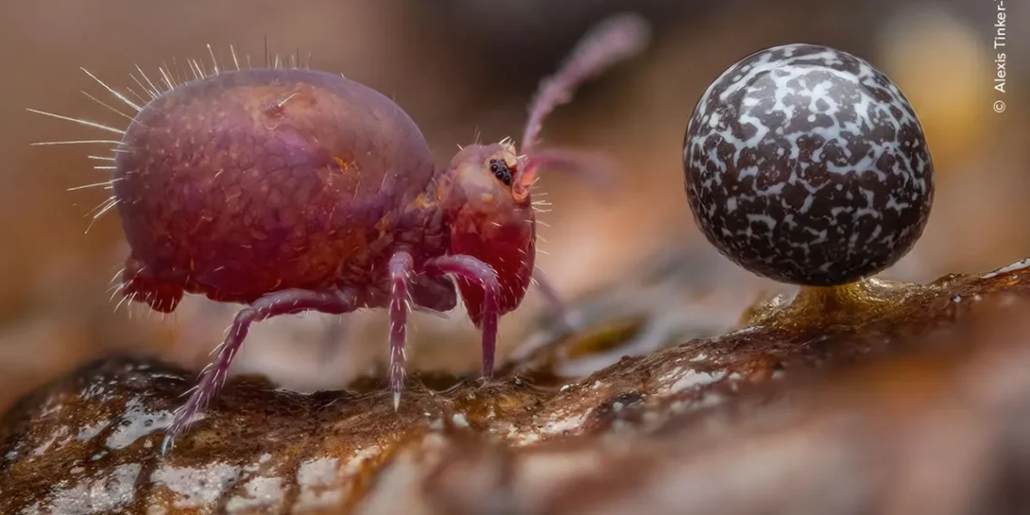 Macro shot of pink springtail beside a speckled slime mold