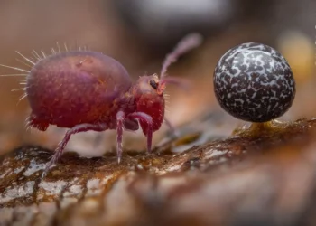 Macro shot of pink springtail beside a speckled slime mold