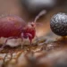 Macro shot of pink springtail beside a speckled slime mold