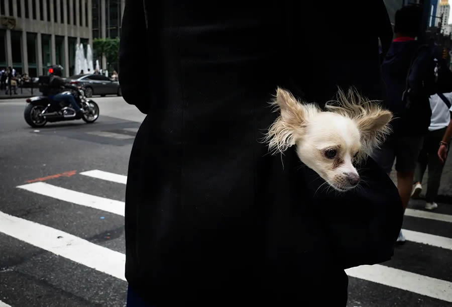 AAP Magazine Street Photography Awards 2024 Winners