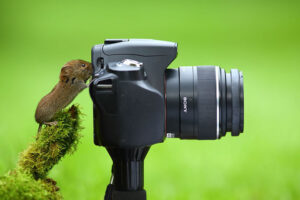 When Animals Pick Up the Camera: 30 Cute and Funny Moments