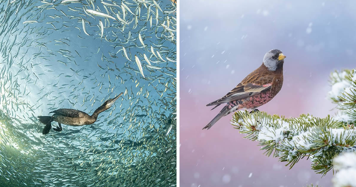 30 Award-Winning Bird Photos That Will Leave You in Awe