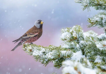 Bird Photographer of the year 2024 winners