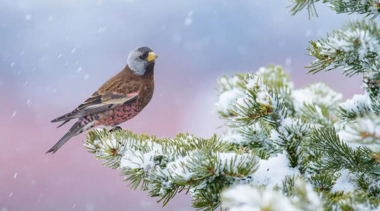 Bird Photographer of the year 2024 winners