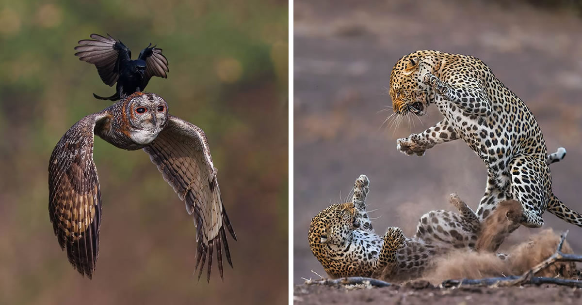 30 Award-Winning Wildlife Photos That Will Leave You in Awe