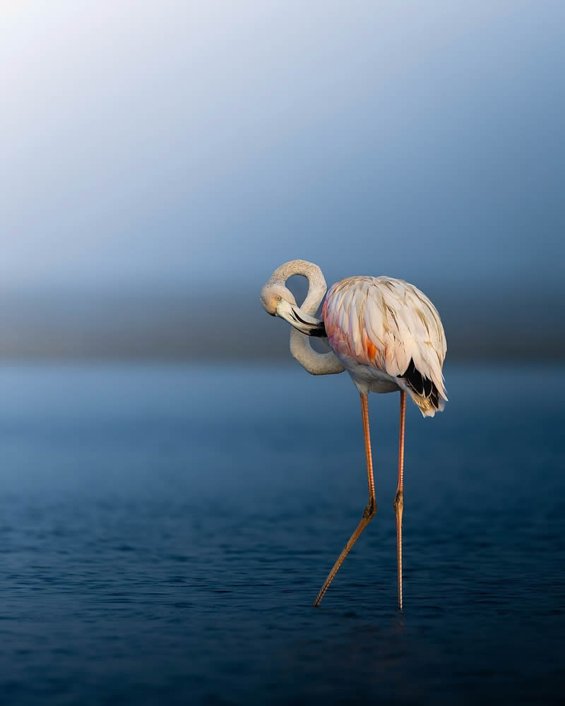 Indian Bird Photography by Jeffrey Simon