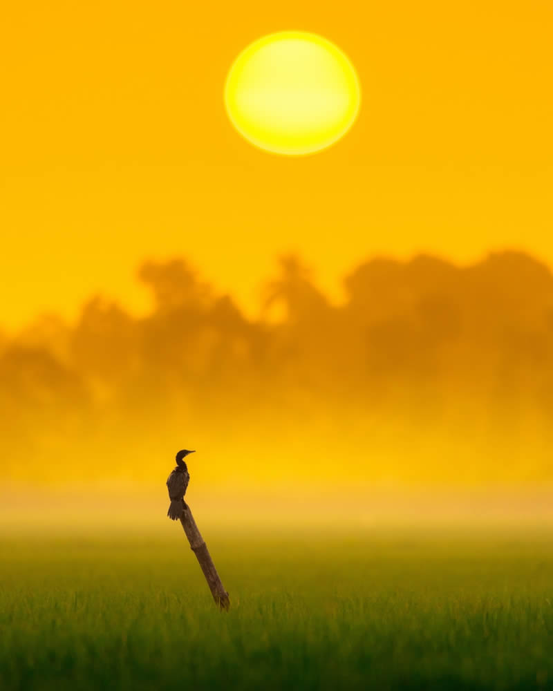 Indian Bird Photography by Jeffrey Simon