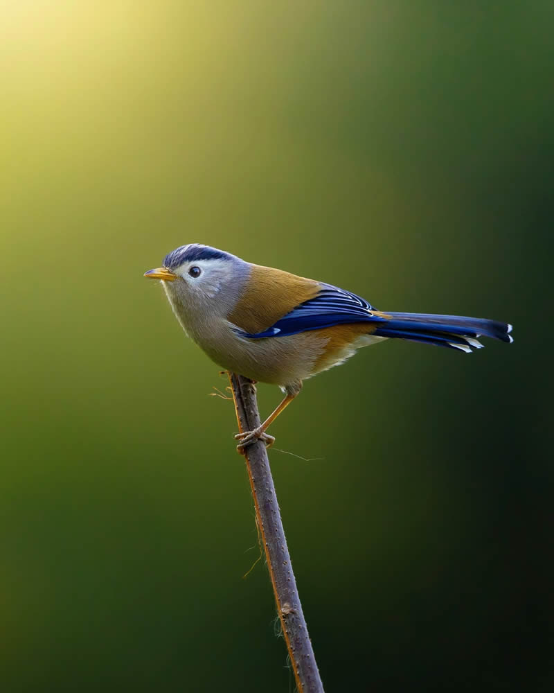 Indian Bird Photography by Jeffrey Simon