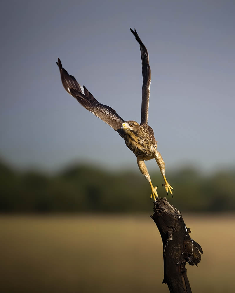 Indian Bird Photography by Jeffrey Simon