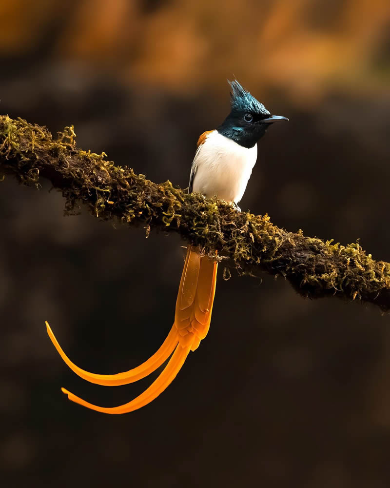 Indian Bird Photography by Jeffrey Simon