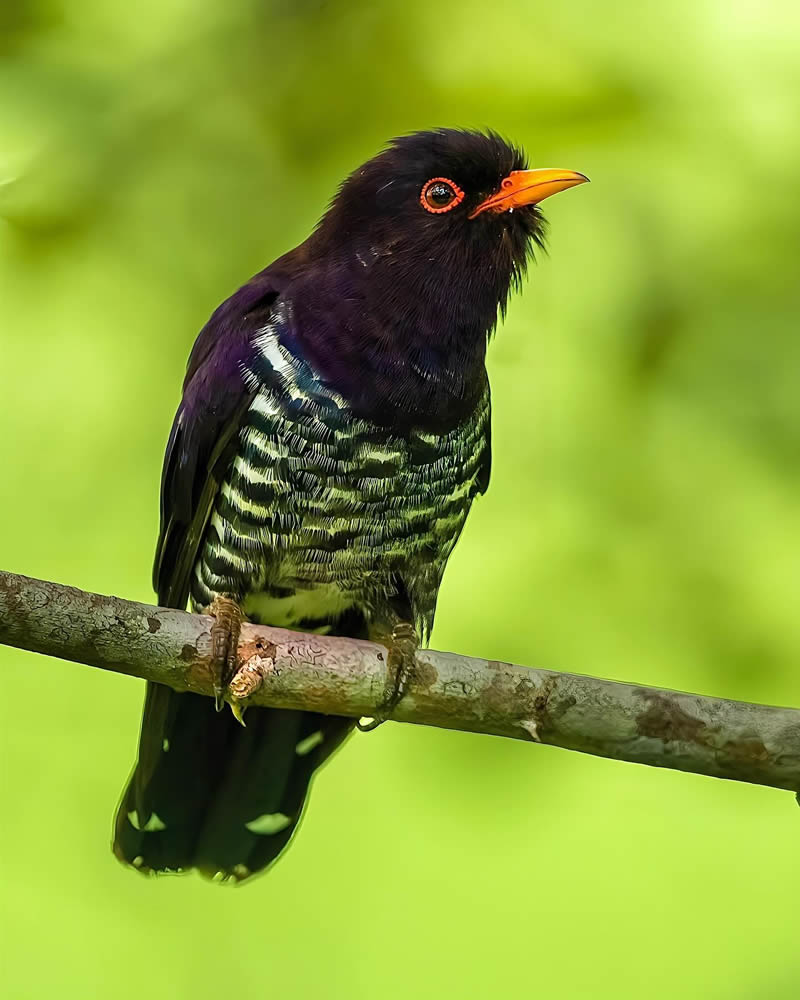 Indian Bird Photography by Jeffrey Simon