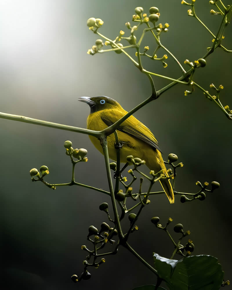 Indian Bird Photography by Jeffrey Simon