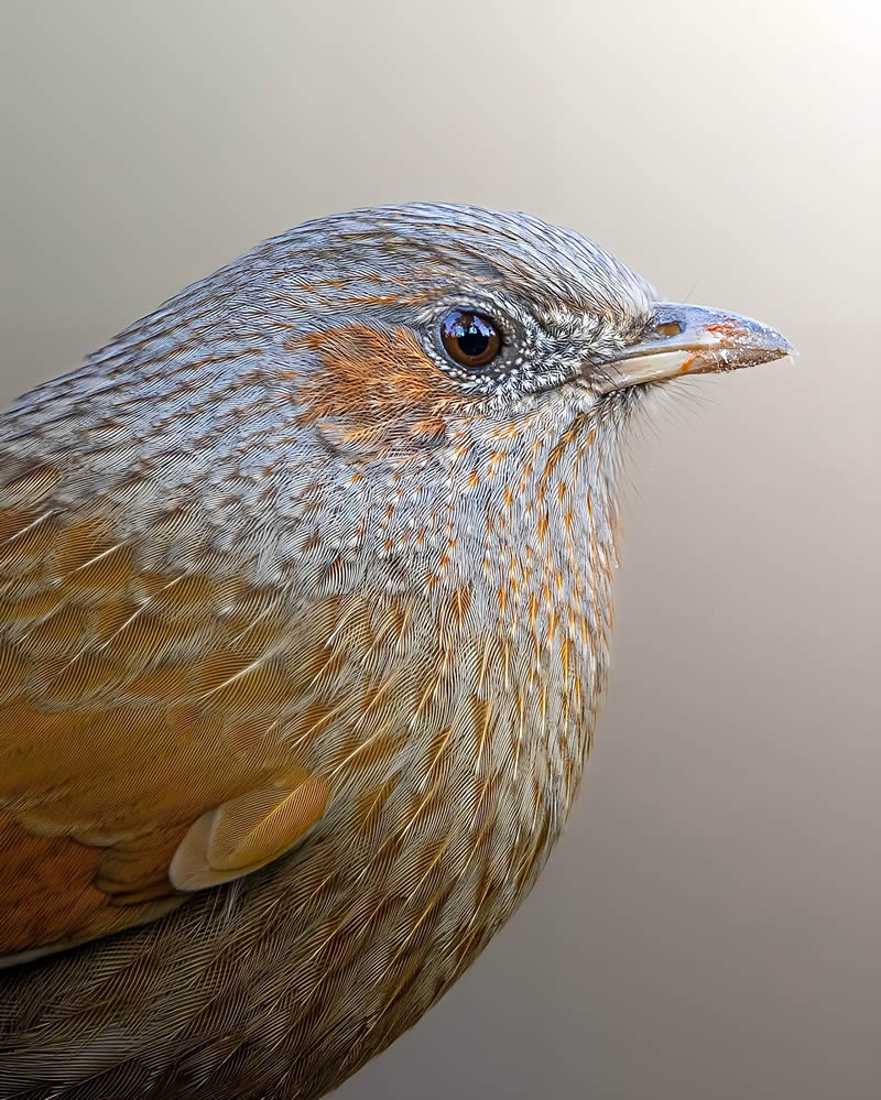 Indian Bird Photography by Jeffrey Simon