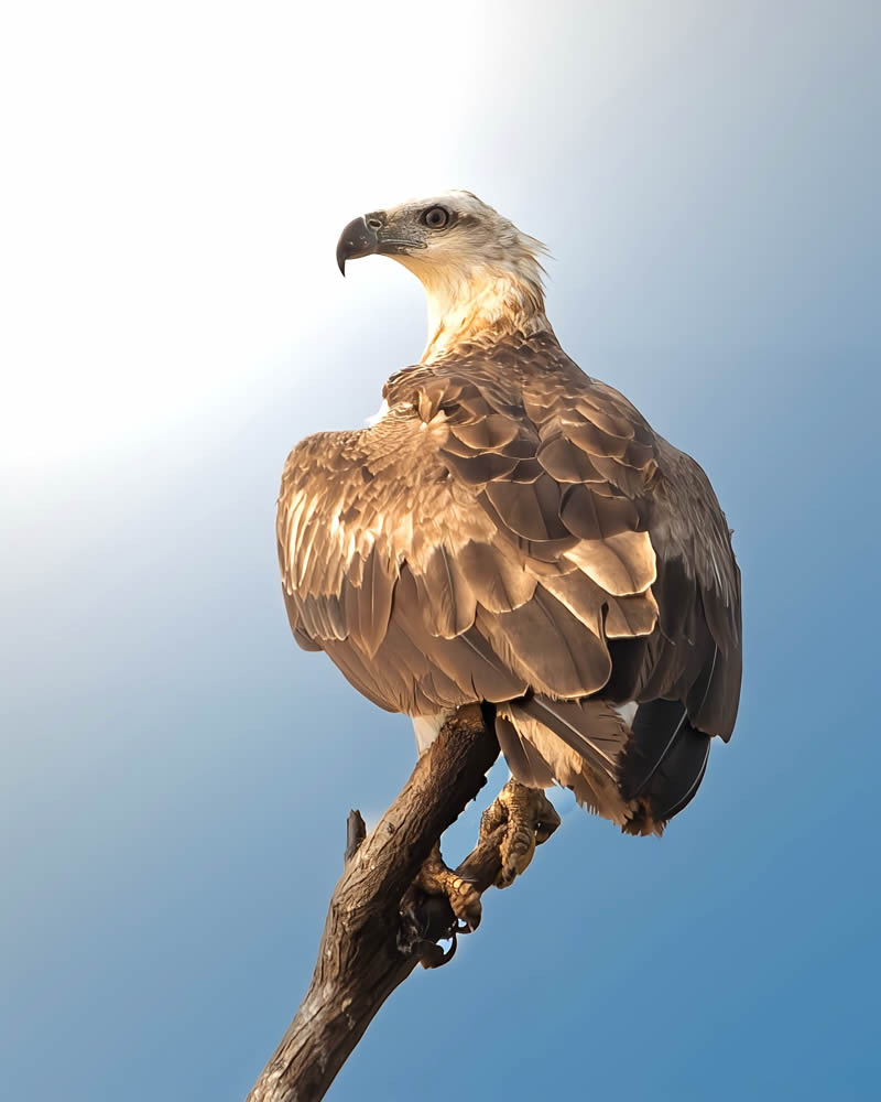 Indian Bird Photography by Jeffrey Simon