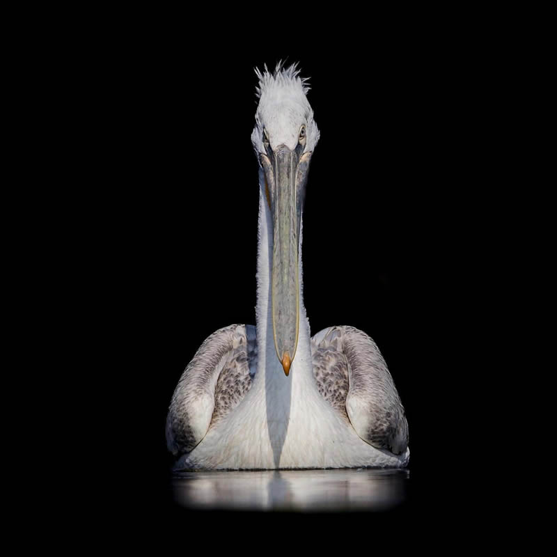 Indian Bird Photography by Jeffrey Simon